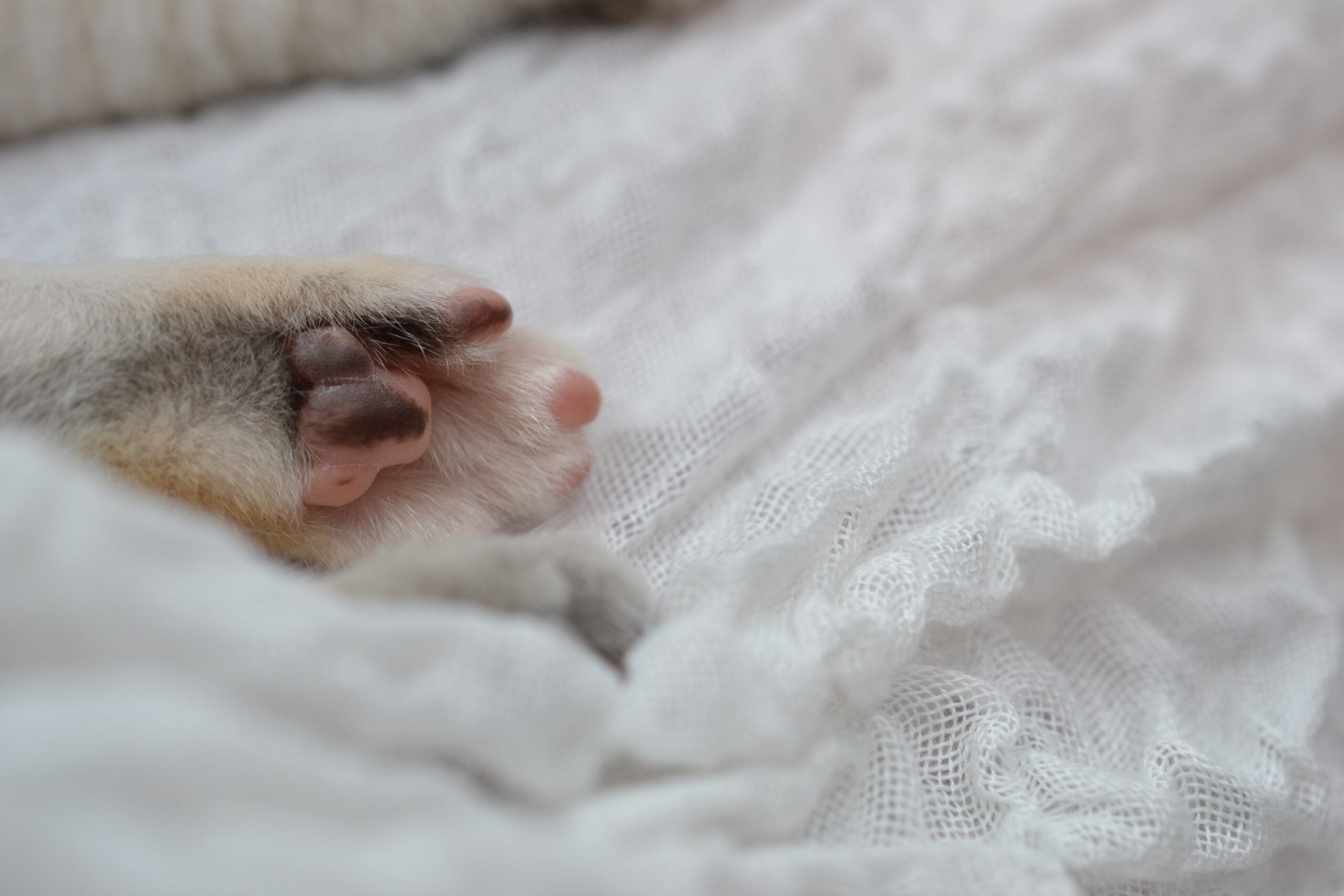 kitten toes