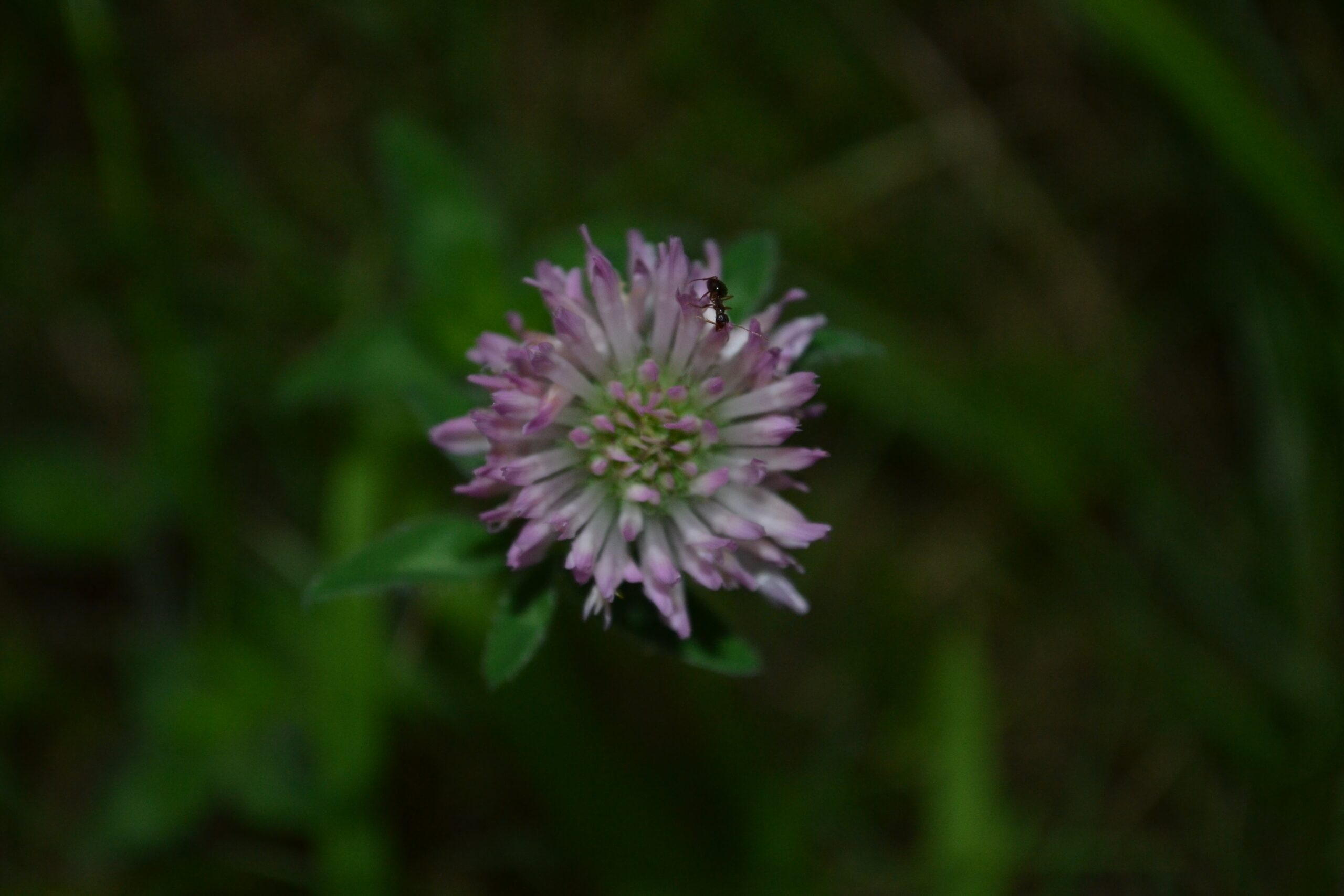 ant on a clover