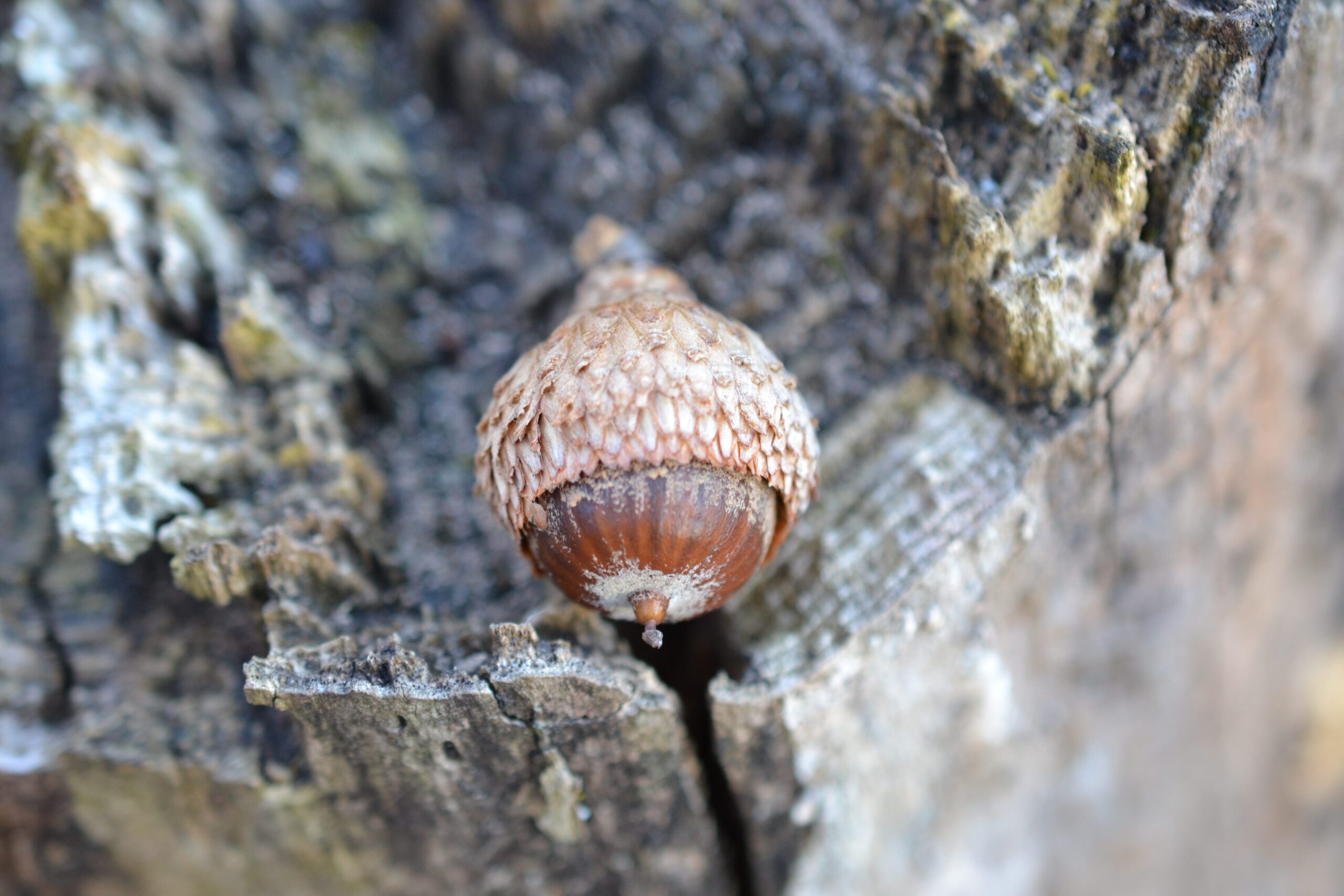 acorn